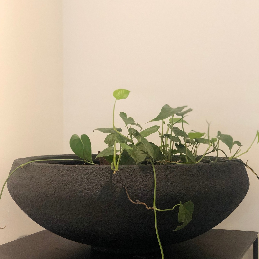 Maceta tipo bowl negro