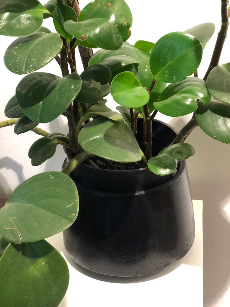 Maceta Kun de Concreto