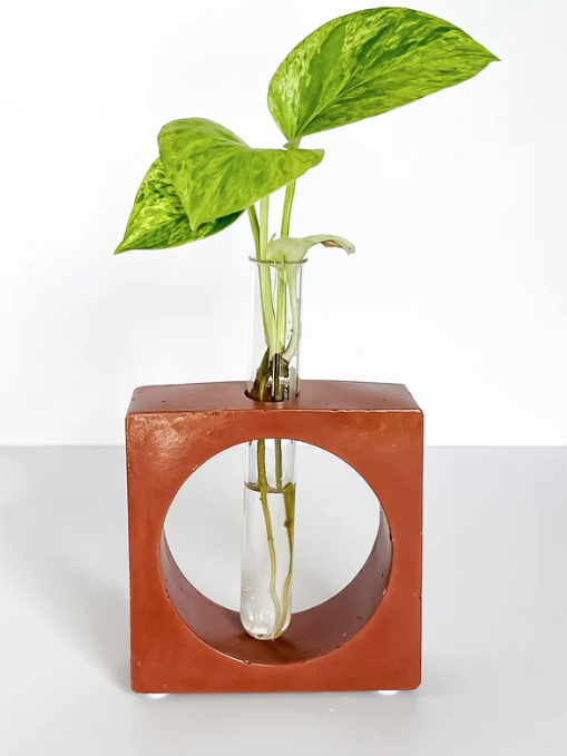 Florero Propagación Corinto