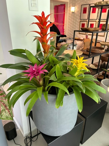 [M0048] Maceta de Concreto Gris